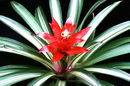 Scarlet Star